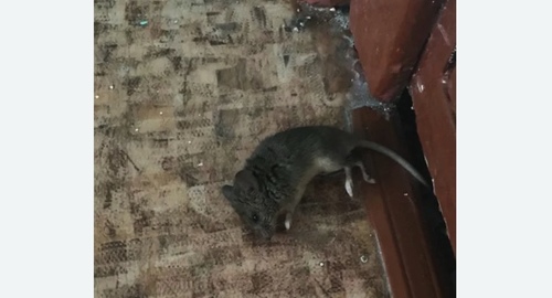 Дезинфекция от мышей в Звенигороде